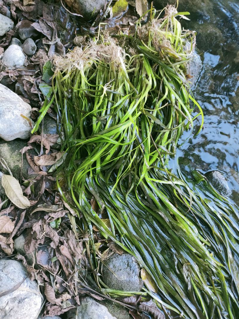 四季苦草