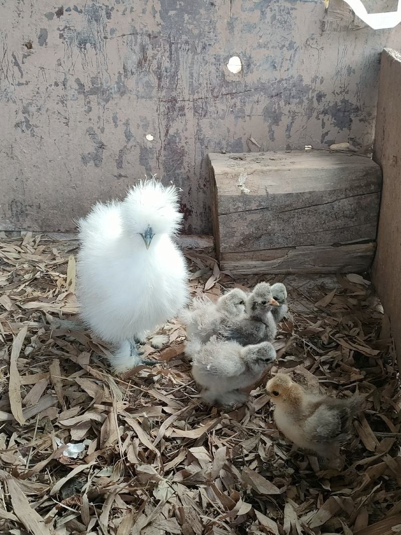 希尔鸡希尔种鸡脱温鸡苗青年鸡半大鸡可孵化受精种蛋