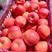绥中产地精品红嘎拉.散沙.信浓红苹果即将上市需要联系