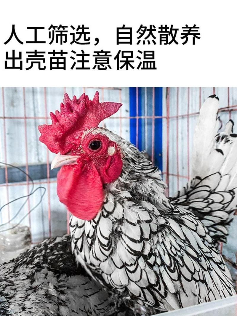 波兰鸡双冠波兰脱温鸡苗青年鸡半大鸡可孵化受精种蛋观赏鸡