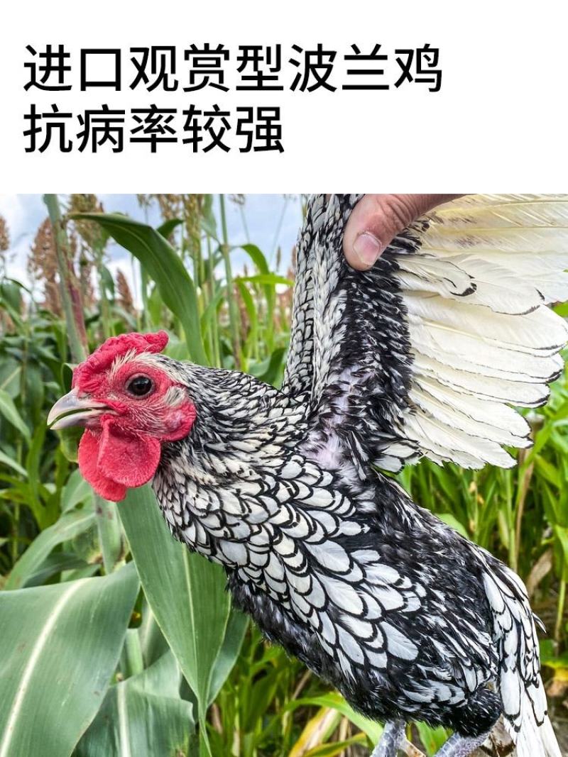 波兰鸡双冠波兰脱温鸡苗青年鸡半大鸡可孵化受精种蛋观赏鸡
