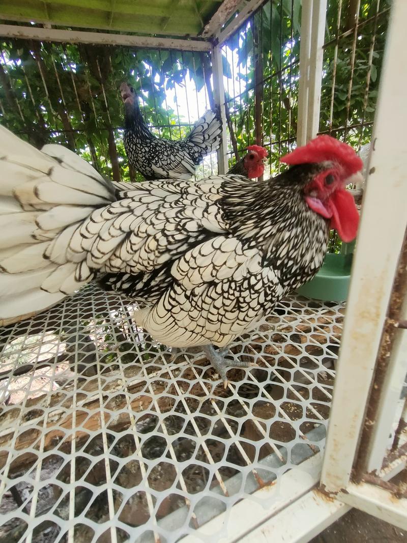 波兰鸡双冠波兰脱温鸡苗青年鸡半大鸡可孵化受精种蛋观赏鸡