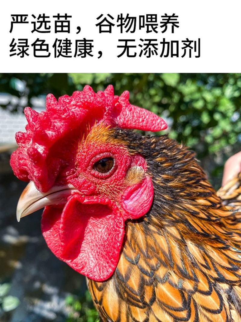 波兰鸡双冠波兰脱温鸡苗青年鸡半大鸡可孵化受精种蛋观赏鸡