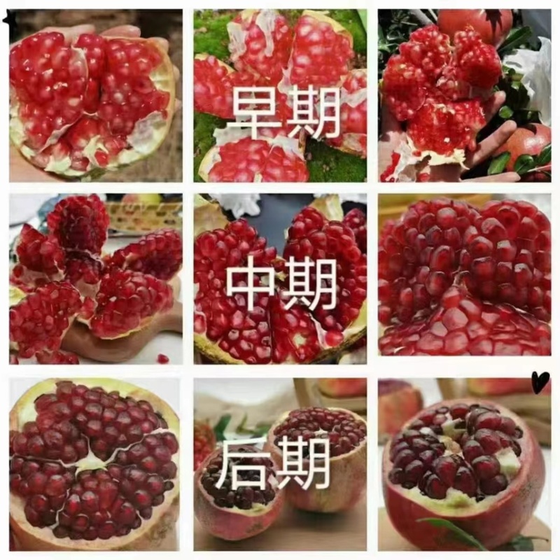 大凉山会理软籽石榴产地直供代办代收一件代发
