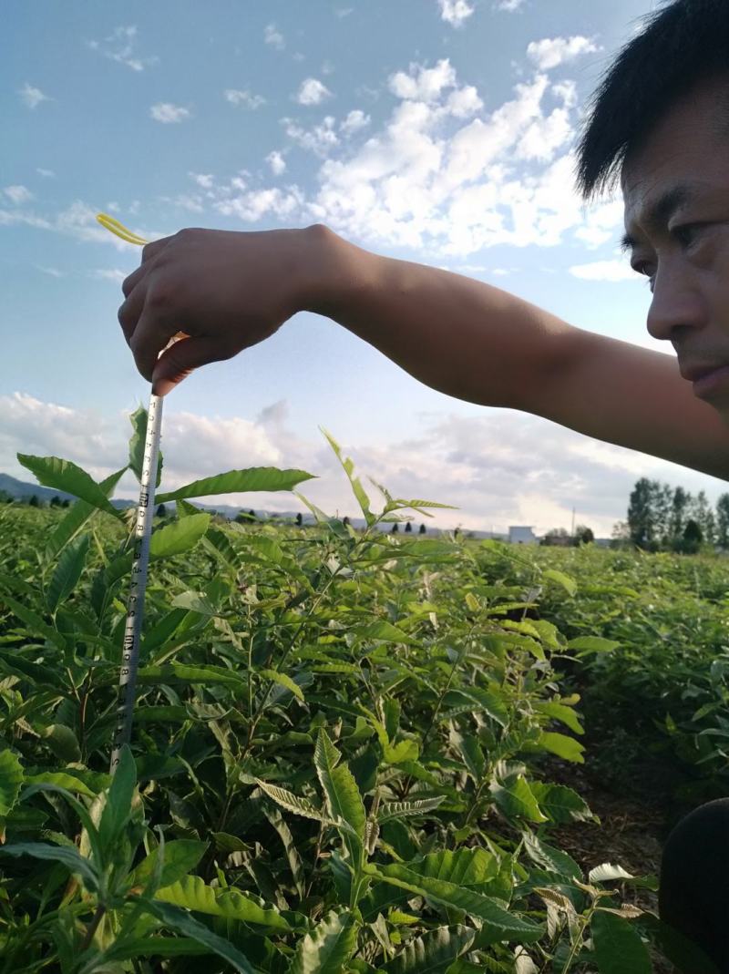 湖北麻栎大杯苗年产量过百万湖北销量第一