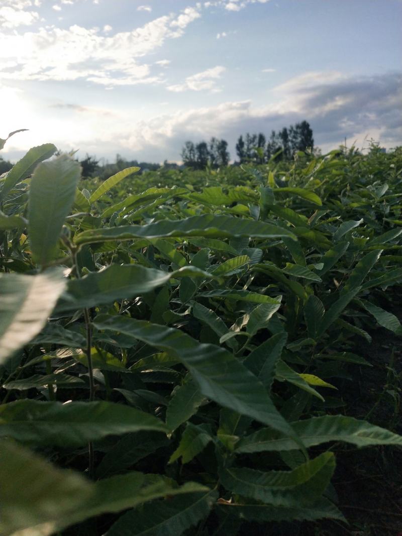 湖北麻栎大杯苗年产量过百万湖北销量第一