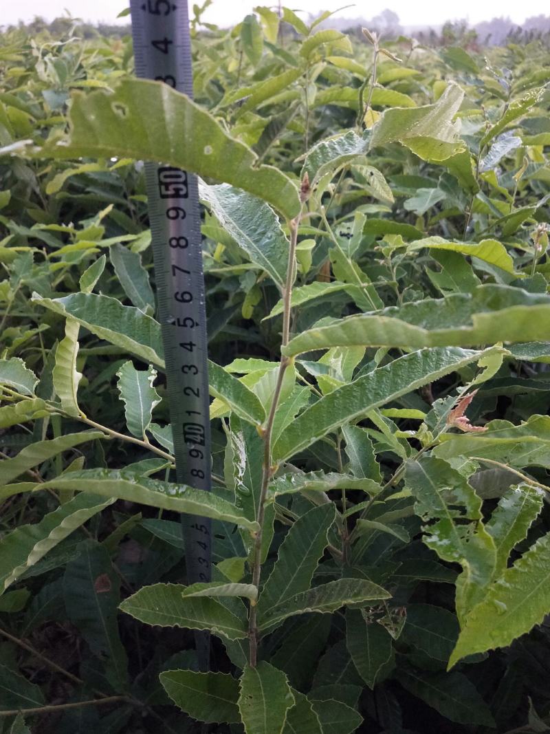 湖北麻栎大杯苗年产量过百万湖北销量第一