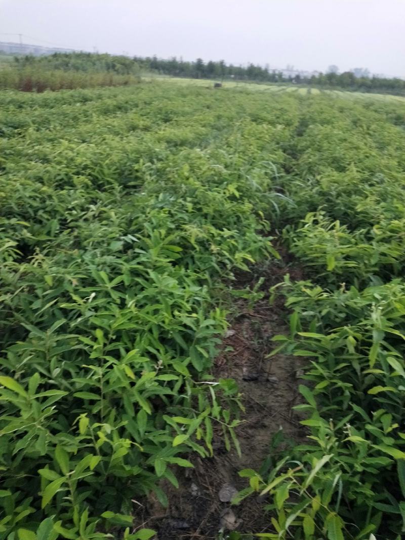 湖北麻栎大杯苗年产量过百万湖北销量第一