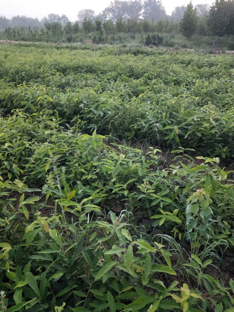 湖北麻栎大杯苗年产量过百万湖北销量第一