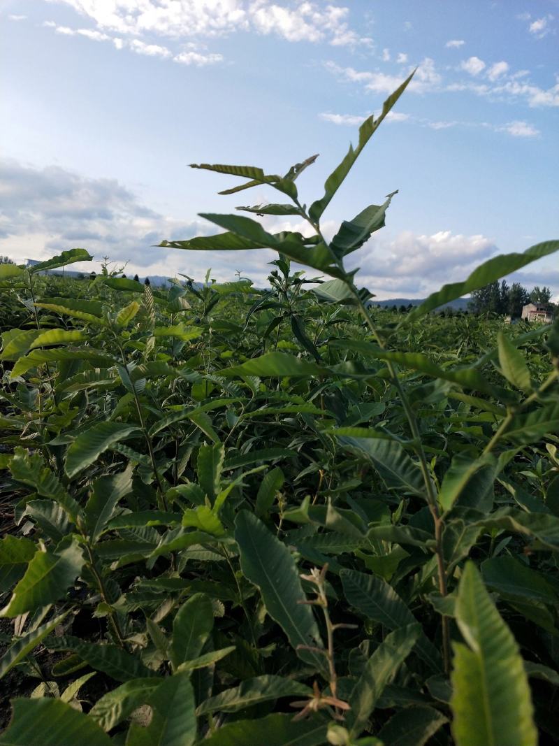湖北麻栎大杯苗年产量过百万湖北销量第一