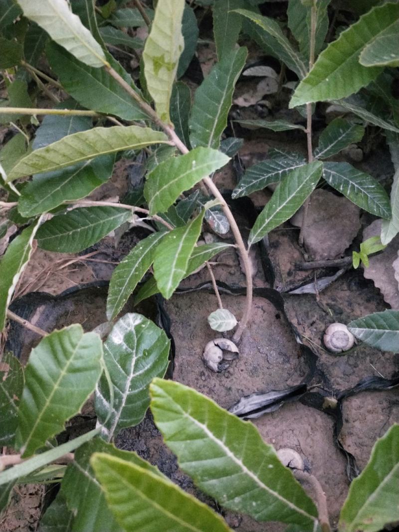 湖北麻栎大杯苗年产量过百万湖北销量第一
