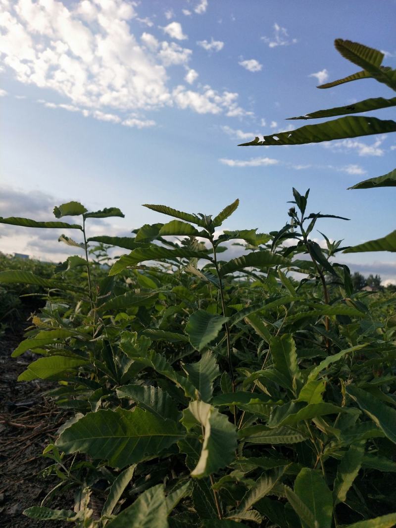 湖北麻栎大杯苗年产量过百万湖北销量第一