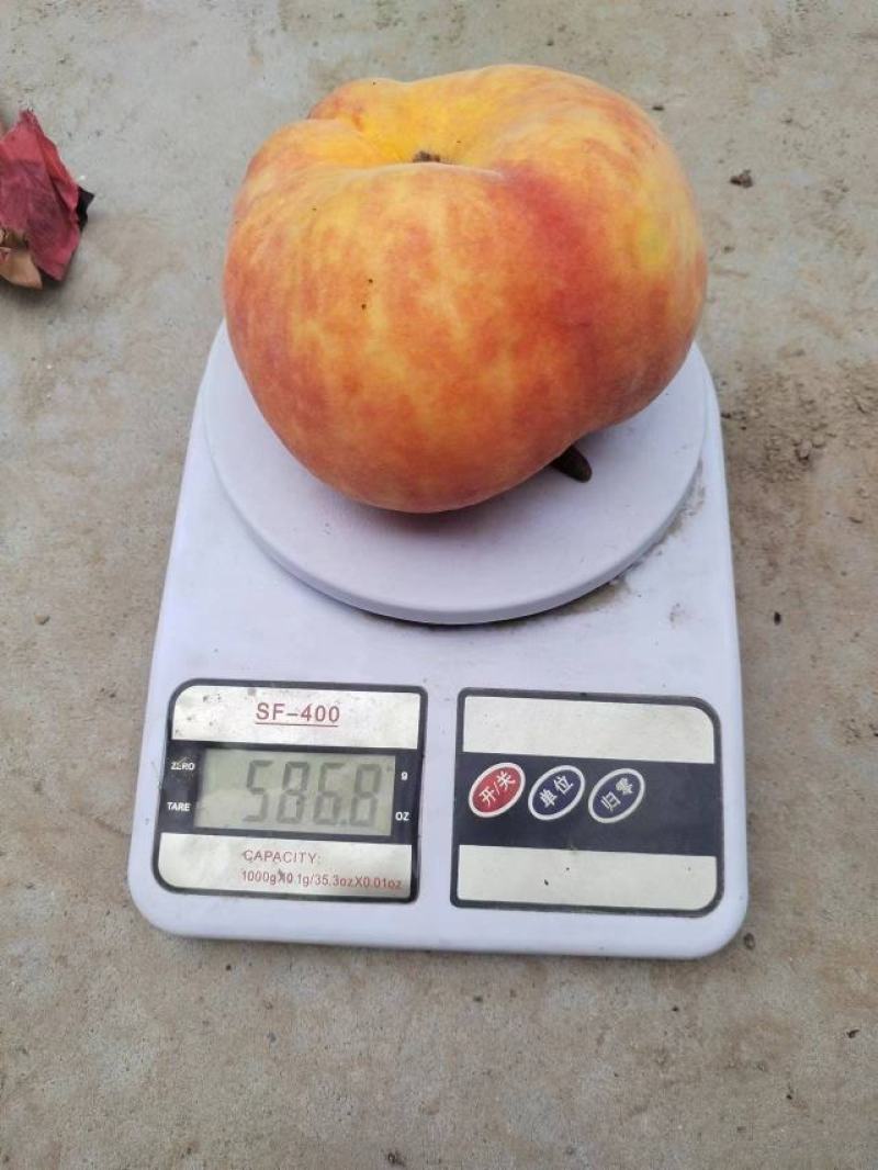 黄金蟠桃