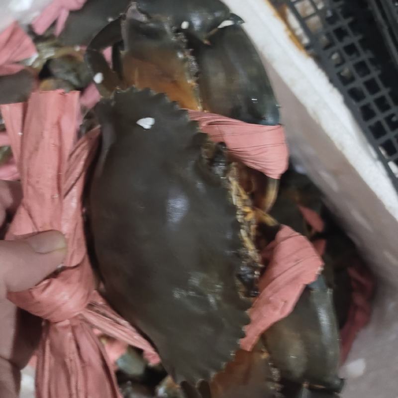 肉蟹，膏蟹可长期供应