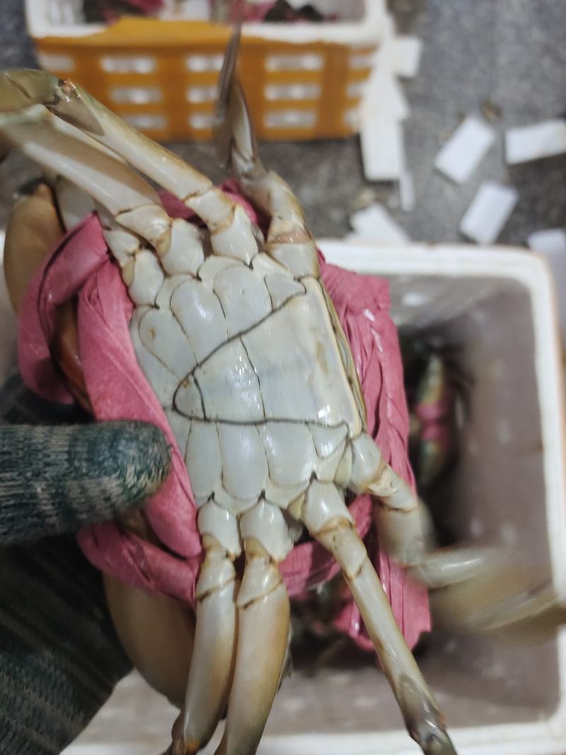肉蟹，膏蟹可长期供应
