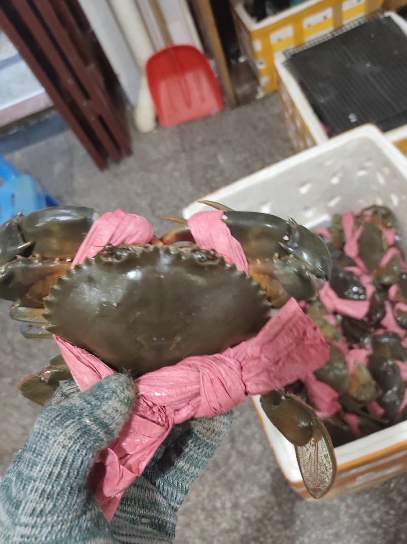 肉蟹，膏蟹可长期供应