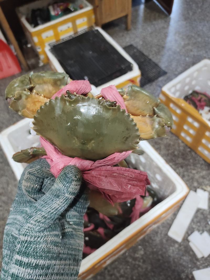 肉蟹，膏蟹可长期供应