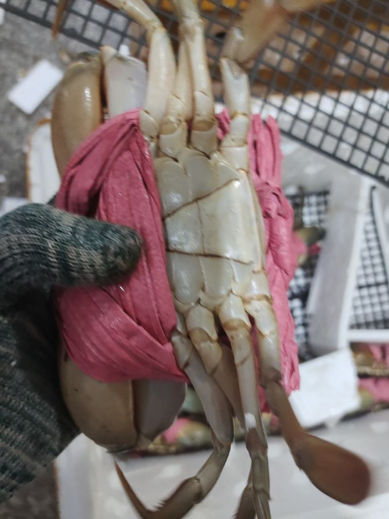 肉蟹，膏蟹可长期供应