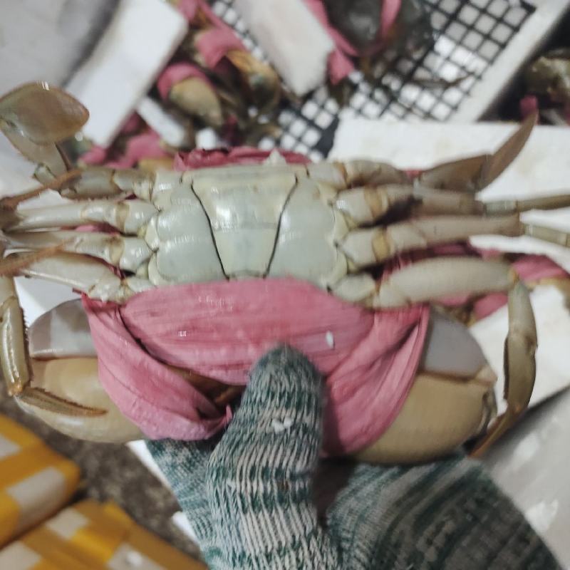 肉蟹，膏蟹可长期供应