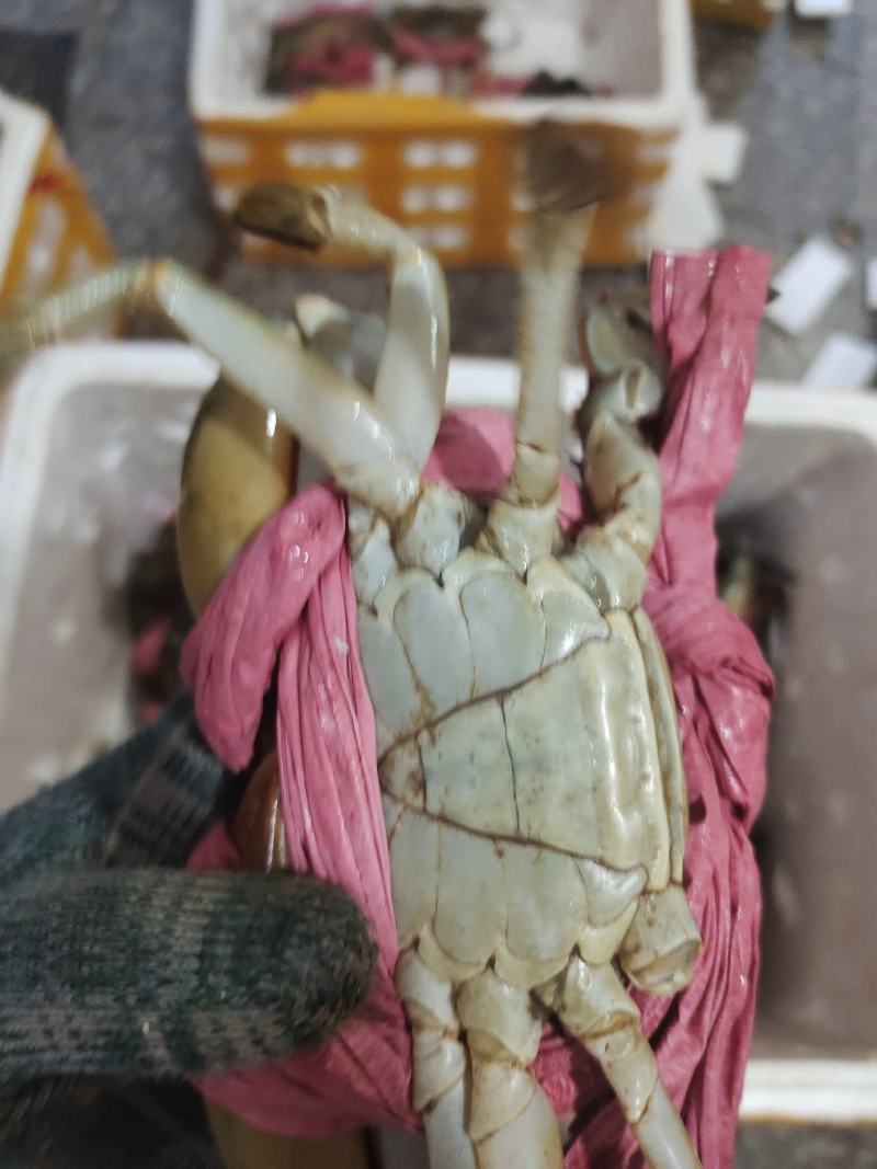 肉蟹，膏蟹可长期供应
