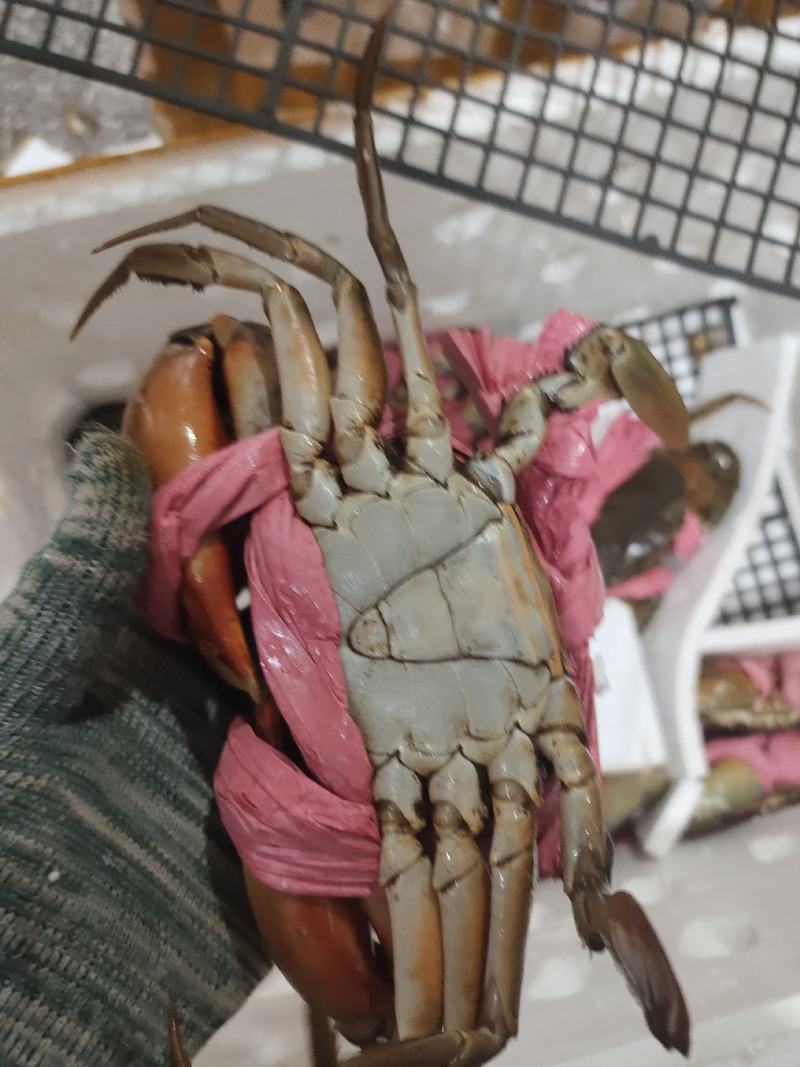 肉蟹，膏蟹可长期供应