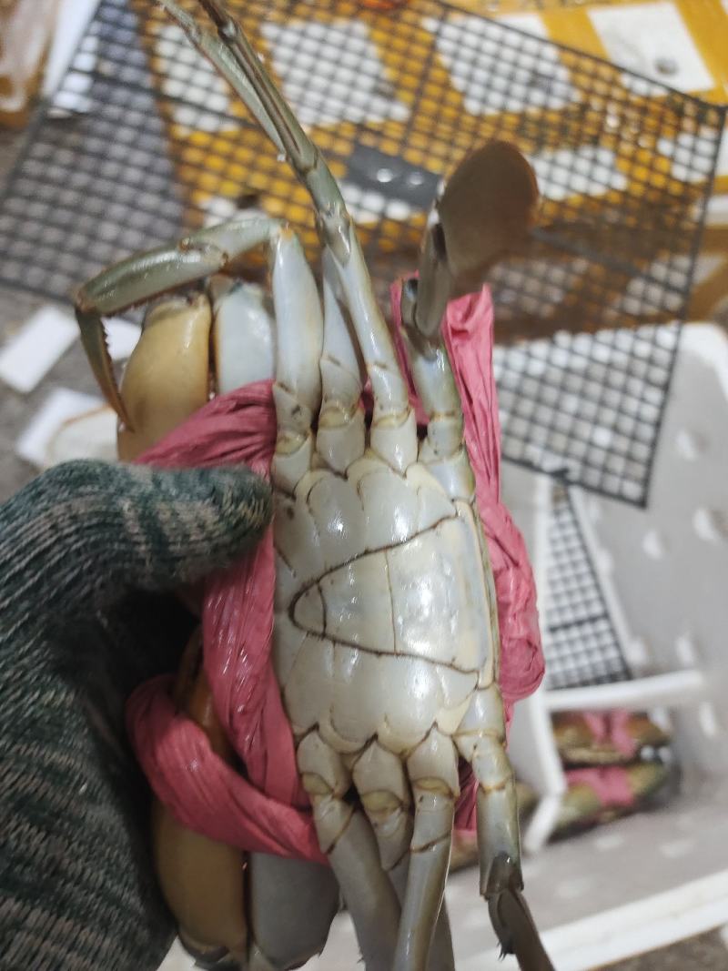 肉蟹，膏蟹可长期供应