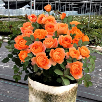 果汁阳台月季花苗盆栽庭院玫瑰大花月季浓香欧月阳台植物四季