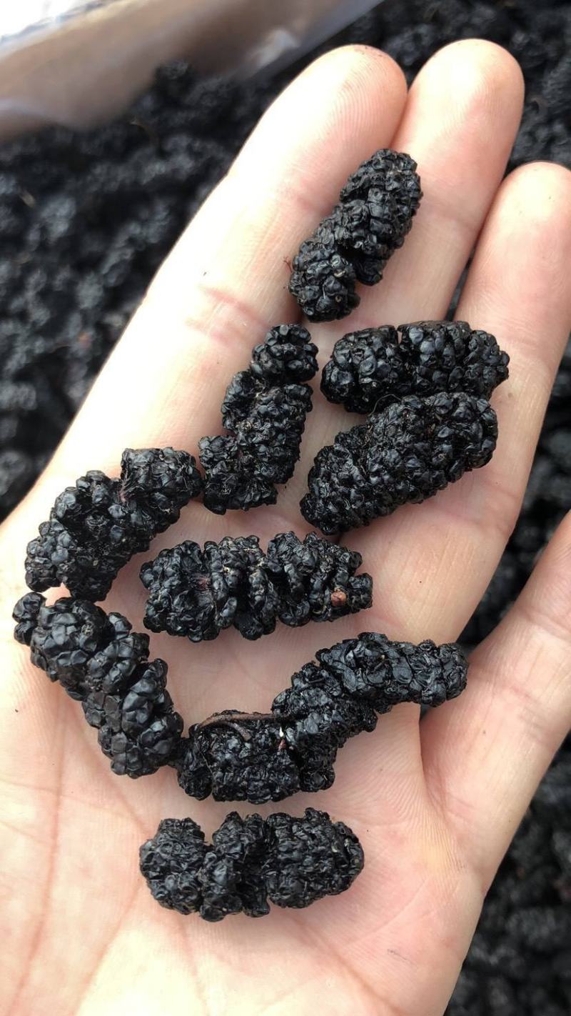 （推荐）河北黑珍珠桑椹干大量上市！口感好品质佳欢迎选购