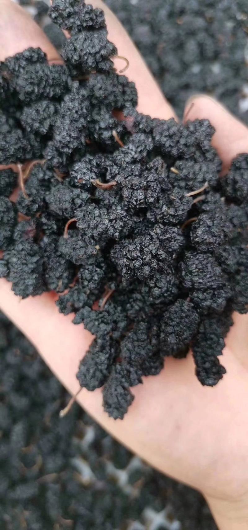 （推荐）河北黑珍珠桑椹干大量上市！口感好品质佳欢迎选购