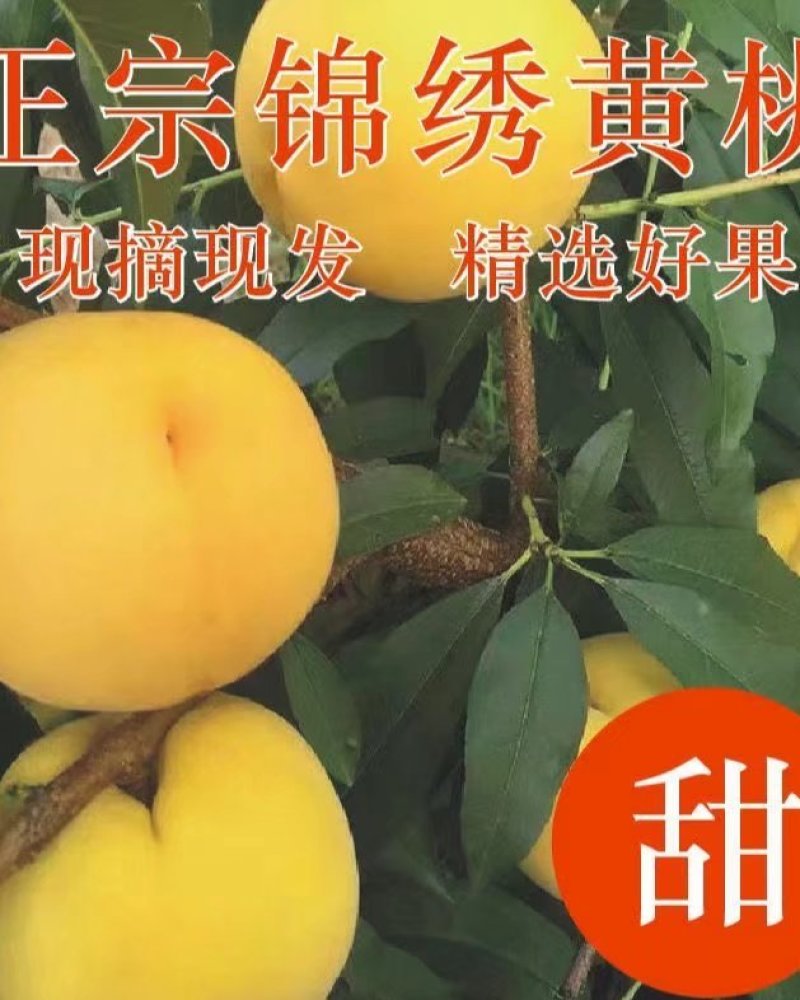 锦绣黄桃产地直发5斤10斤装(70-80MM）一件代发