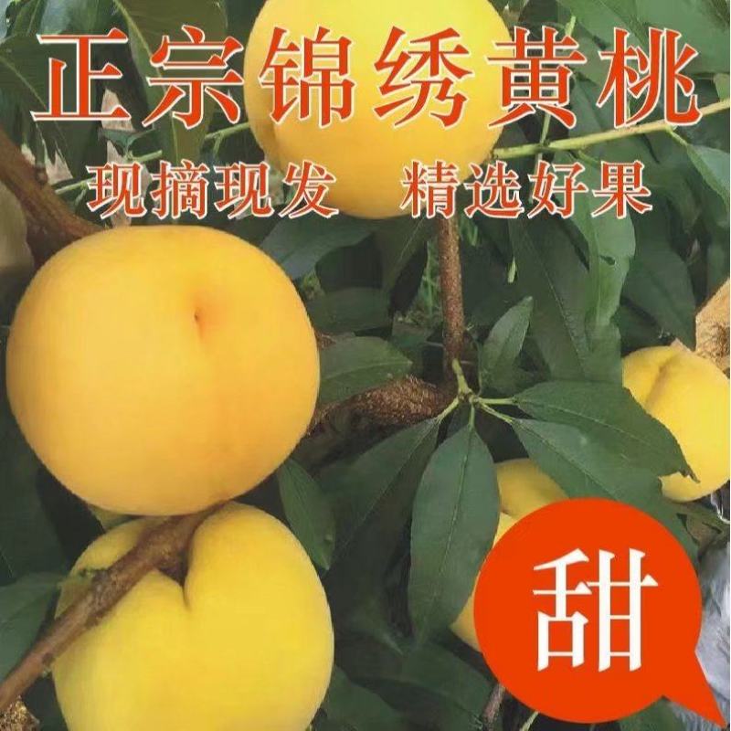 锦绣黄桃产地直发5斤10斤装(70-80MM）一件代发
