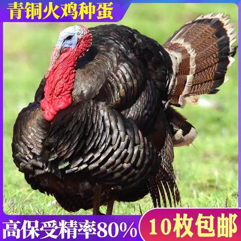火鸡尼古拉青铜火鸡500系成年种鸡脱温鸡苗半大鸡