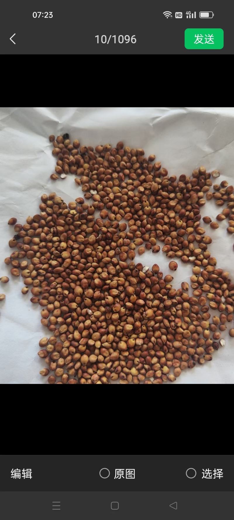精品红樱子小粒糯高粱酿酒专用欢迎酒厂贸易商洽谈对接