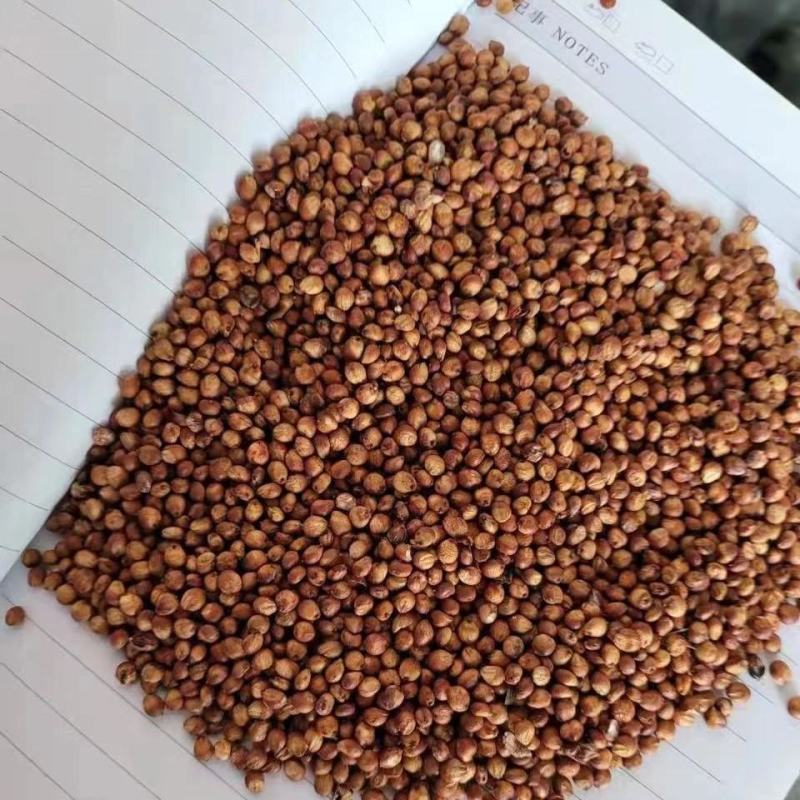 精品红樱子小粒糯高粱酿酒专用欢迎酒厂贸易商洽谈对接