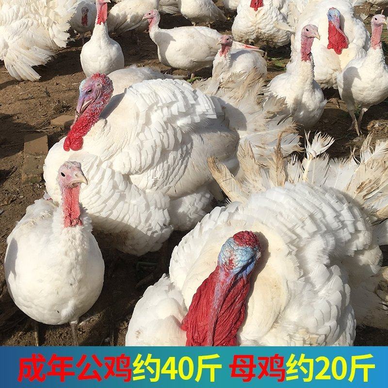 火鸡尼古拉火鸡700系成年种鸡脱温鸡苗半大鸡受精种蛋