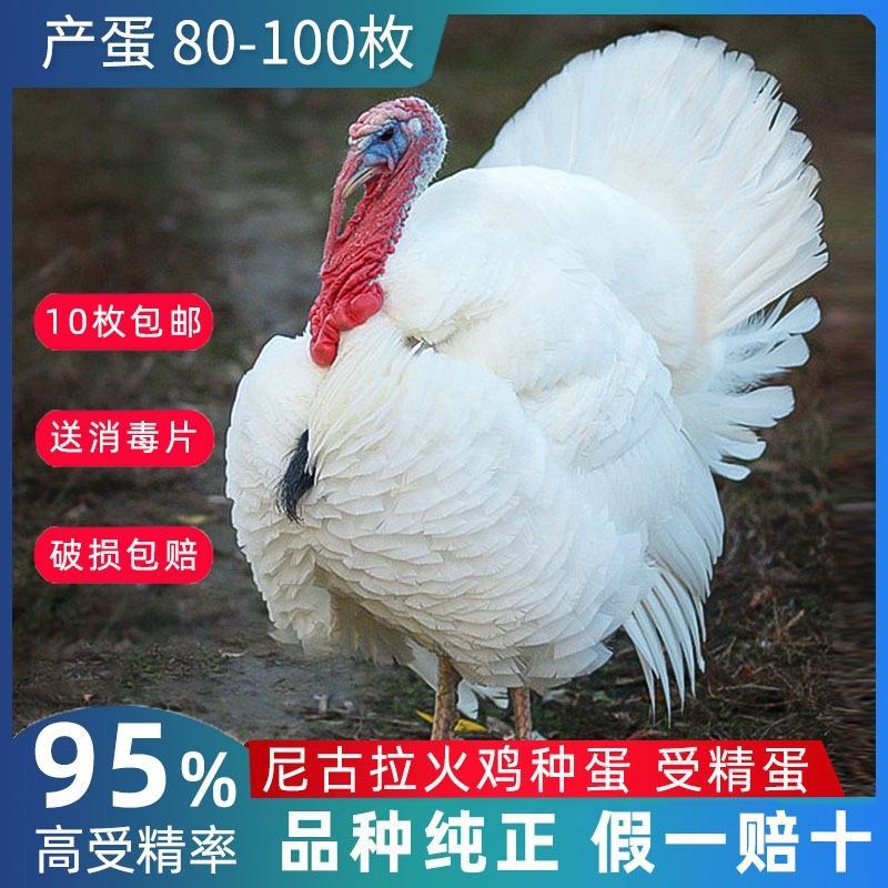 火鸡尼古拉火鸡700系成年种鸡脱温鸡苗半大鸡受精种蛋