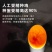火鸡尼古拉火鸡700系成年种鸡脱温鸡苗半大鸡受精种蛋