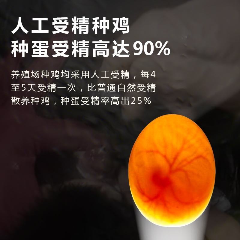 火鸡尼古拉火鸡700系成年种鸡脱温鸡苗半大鸡受精种蛋