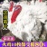 火鸡尼古拉火鸡700系成年种鸡脱温鸡苗半大鸡受精种蛋