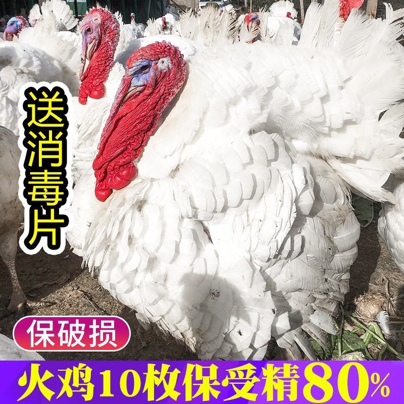 火鸡尼古拉火鸡700系成年种鸡脱温鸡苗半大鸡受精种蛋
