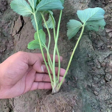 大叶宁玉草莓苗种苗脱毒穴盘苗品种纯正实地看苗
