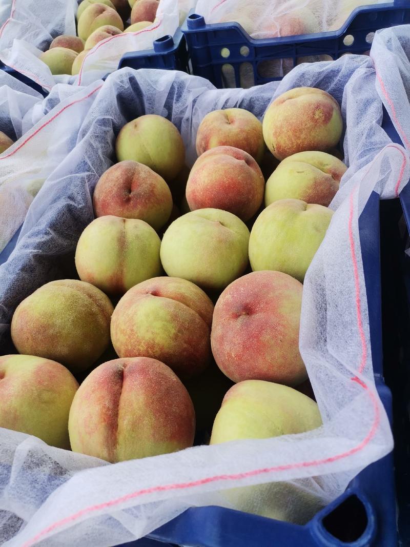 高山生态有机苹果桃，口感好，果大，味甜，颜色鲜艳果型圆润