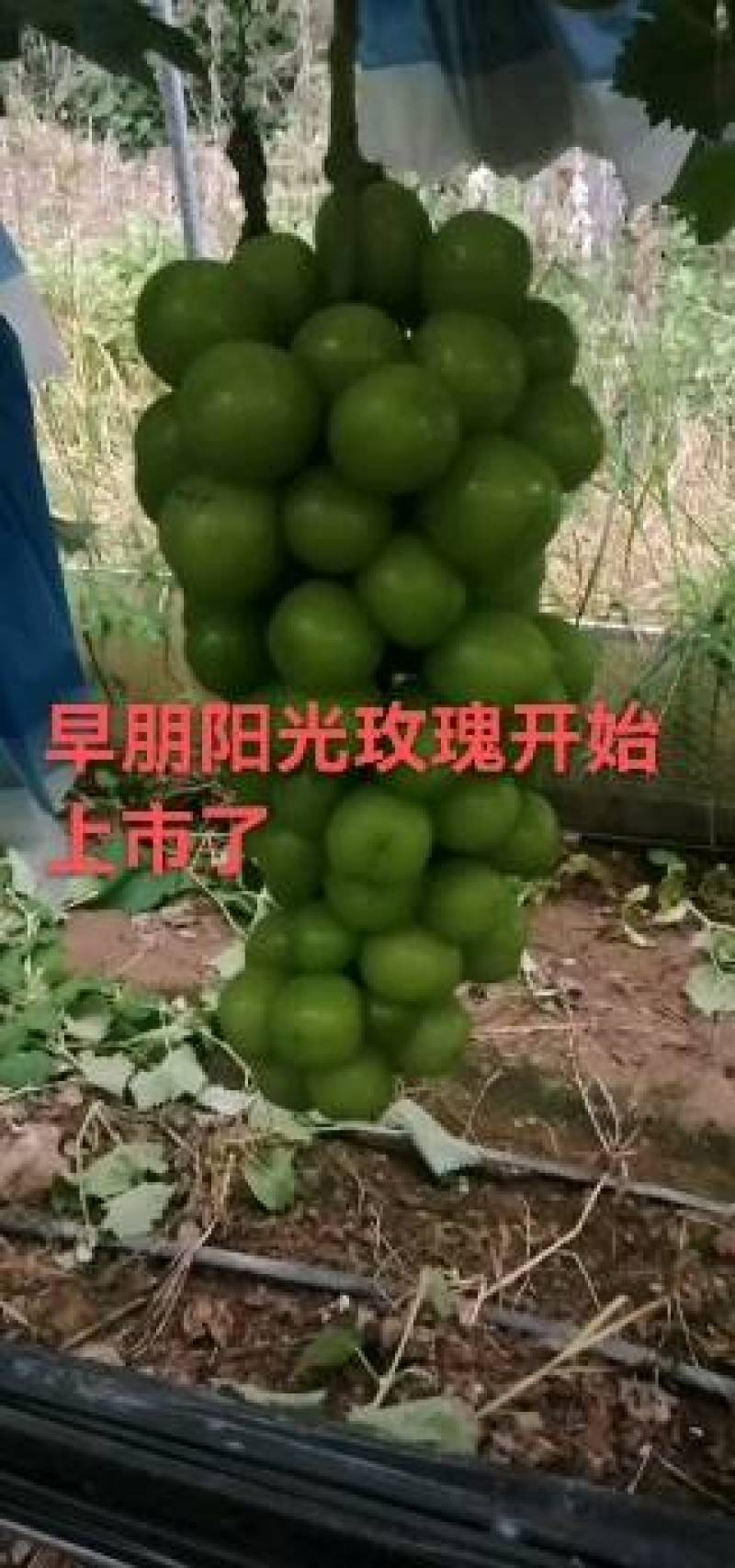 阳光玫瑰开始大量上市