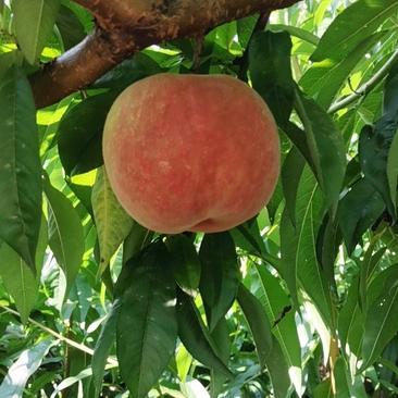 高山生态有机苹果桃，口感好，果大，味甜，颜色鲜艳果型圆润