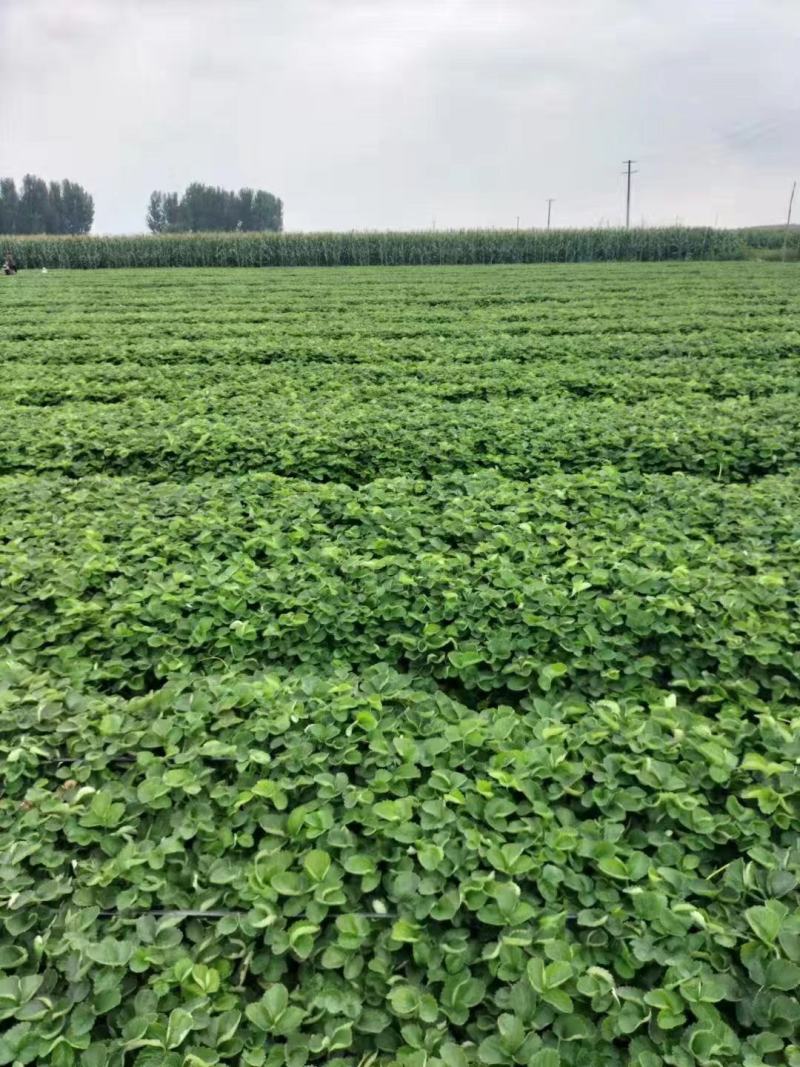大叶宁玉草莓苗种苗脱毒穴盘苗品种纯正实地看苗