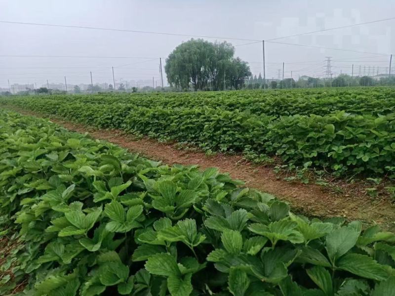 大叶宁玉草莓苗种苗脱毒穴盘苗品种纯正实地看苗