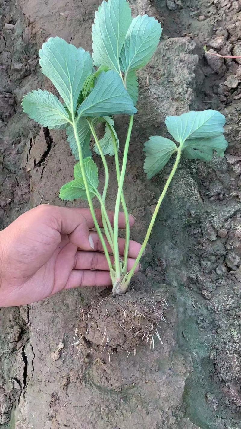 大叶宁玉草莓苗种苗脱毒穴盘苗品种纯正实地看苗