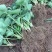 大叶宁玉草莓苗种苗脱毒穴盘苗品种纯正实地看苗