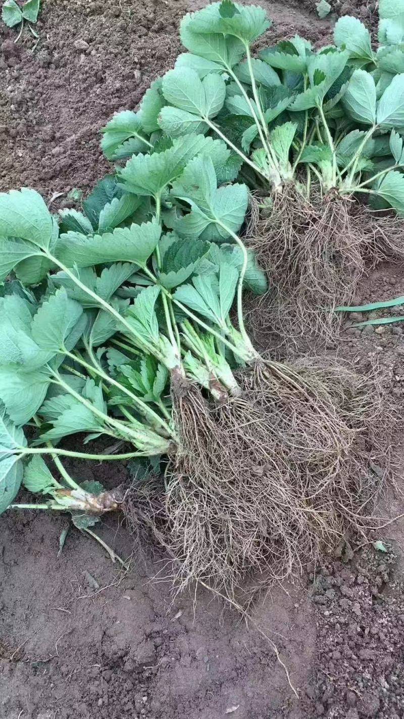 大叶宁玉草莓苗种苗脱毒穴盘苗品种纯正实地看苗