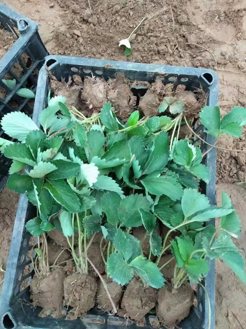 大叶宁玉草莓苗种苗脱毒穴盘苗品种纯正实地看苗
